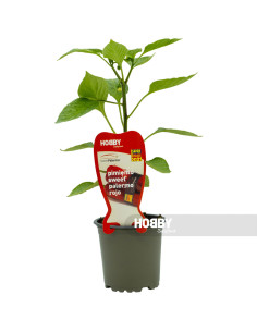 pimiento sweet palermo rojo 2